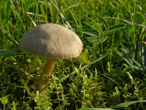 Image of Hygrocybe nitrata (Pers.) Wünsche 1877