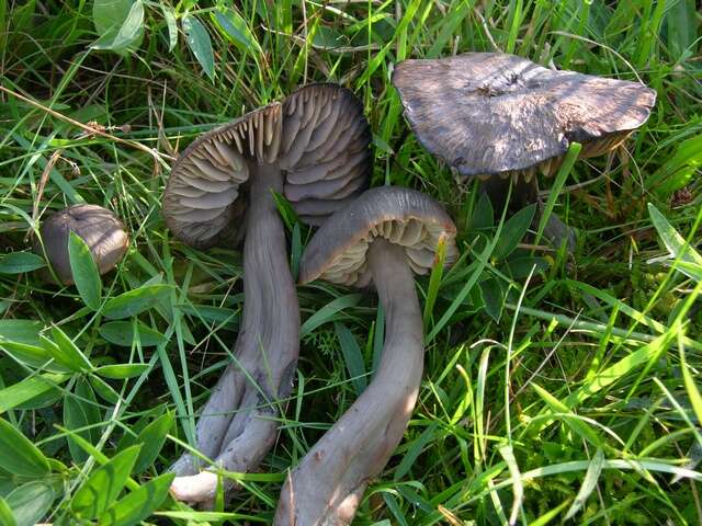 Imagem de Hygrocybe ovina (Bull.) Kühner 1926