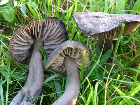 Imagem de Hygrocybe ovina (Bull.) Kühner 1926