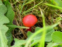 Image of Hygrocybe subpapillata Kühner 1979