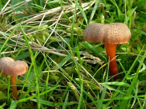 Image of Hygrocybe turunda (Fr.) P. Karst. 1879