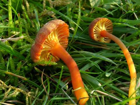 Image of Hygrocybe turunda (Fr.) P. Karst. 1879