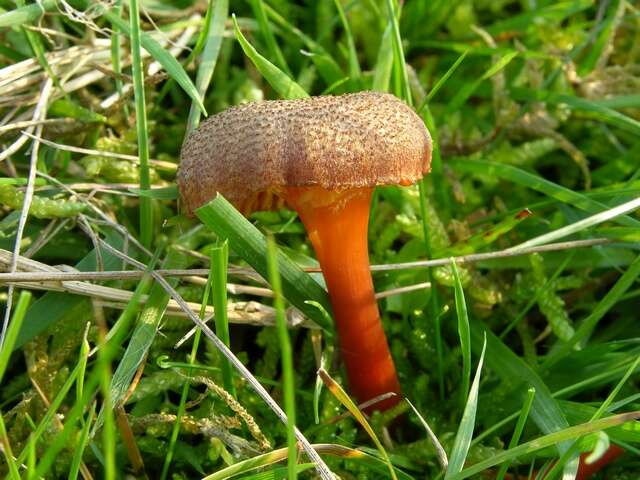 Image of Hygrocybe turunda (Fr.) P. Karst. 1879