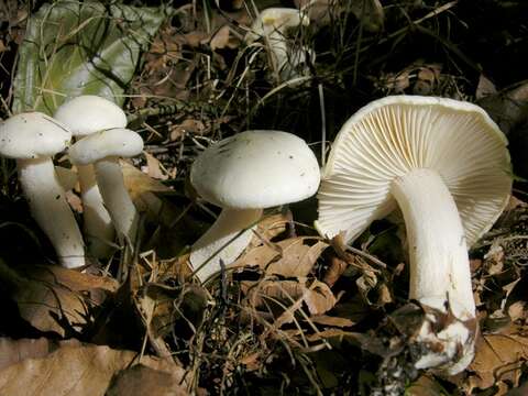 Image of Hygrophorus discoxanthus (Fr.) Rea 1908