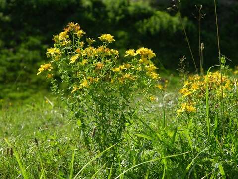 Image of St John's-wort