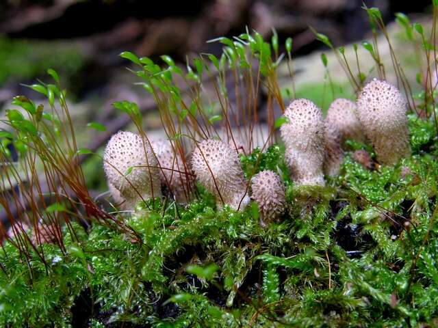 Image of hypnum moss