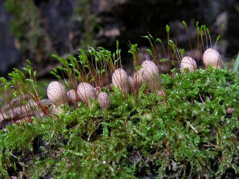 Image of hypnum moss