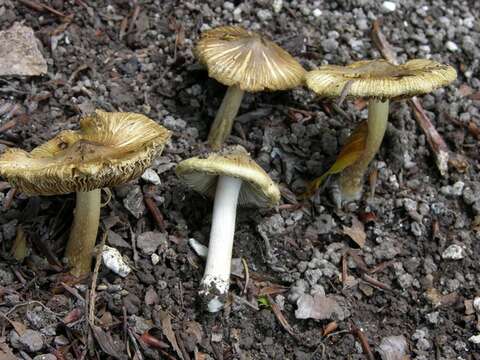 Image of Inocybe cookei Bres. 1892