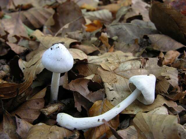 صورة Inocybe geophylla (Bull.) P. Kumm. 1871