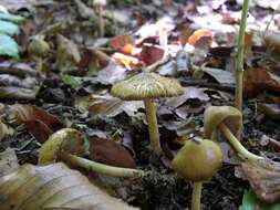 صورة Inocybe hirtella Bres. 1884