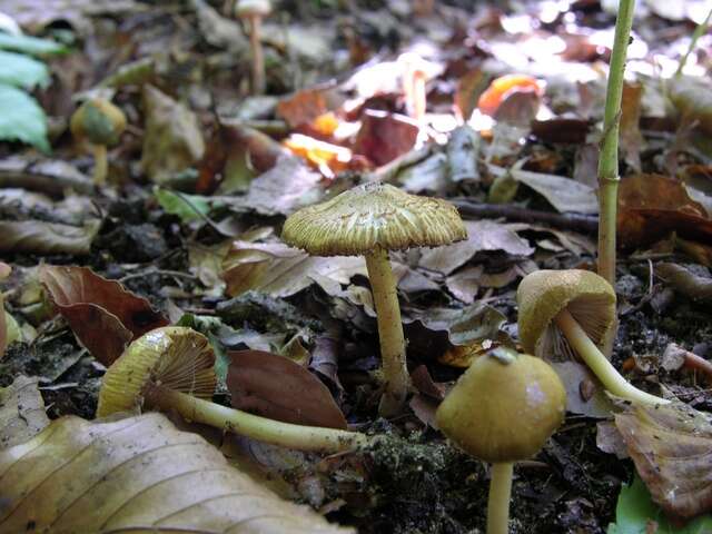 صورة Inocybe hirtella Bres. 1884