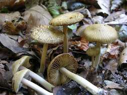 صورة Inocybe hirtella Bres. 1884