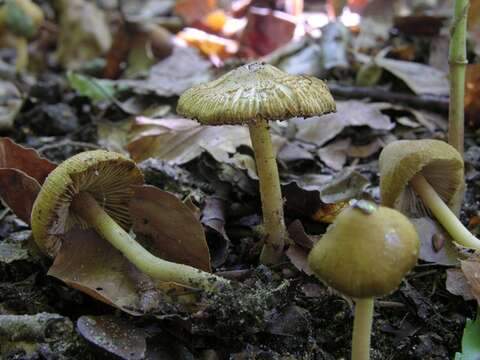 Image of Inocybe hirtella Bres. 1884