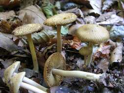 صورة Inocybe hirtella Bres. 1884