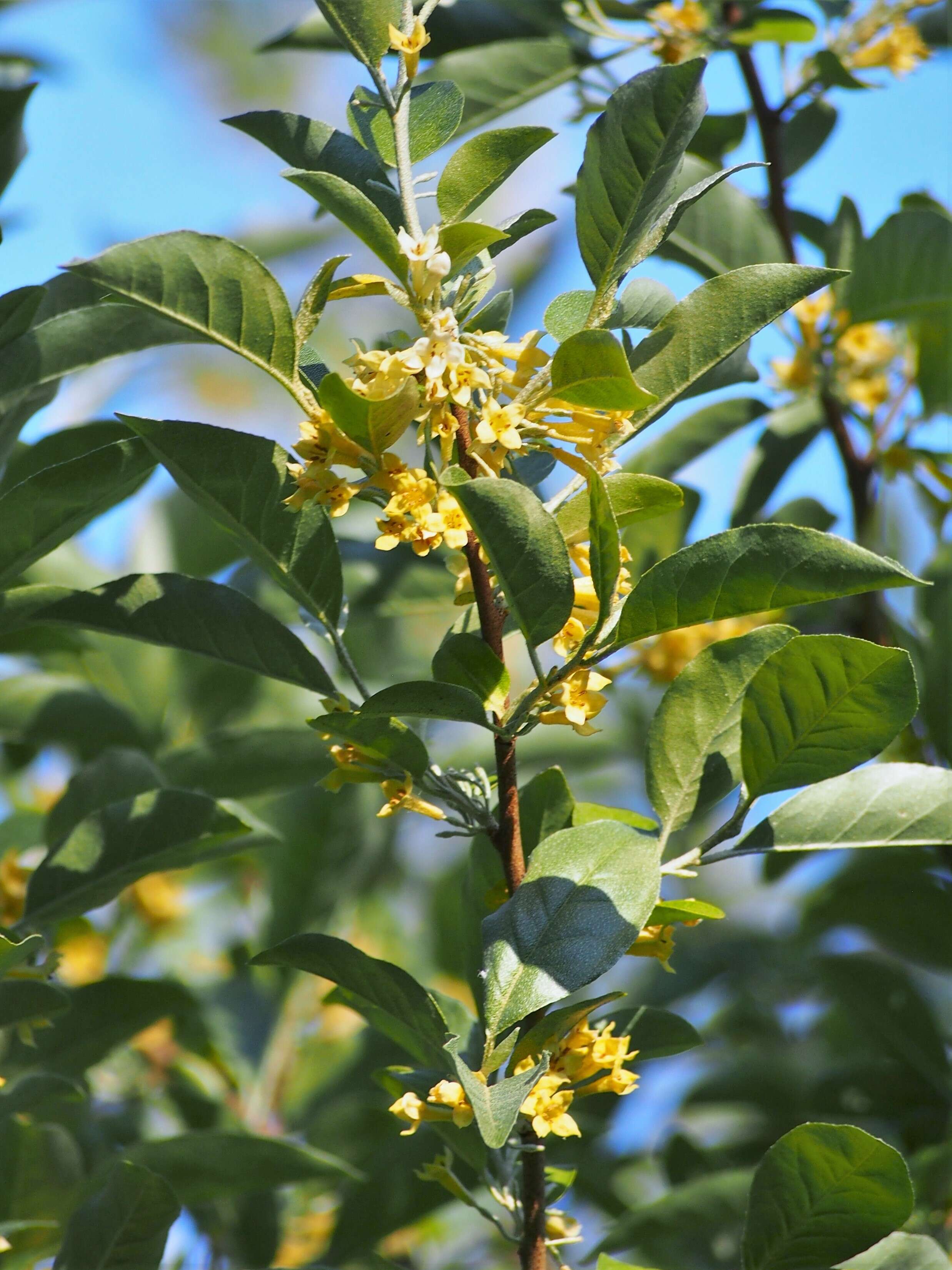 Image of autumn olive