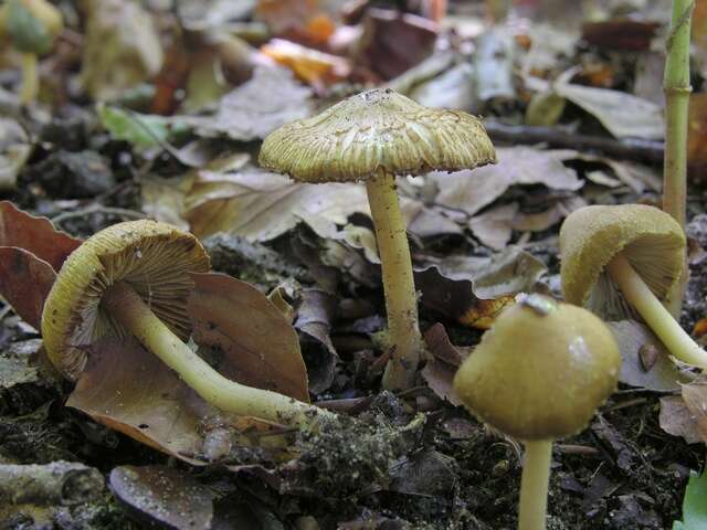 صورة Inocybe hirtella Bres. 1884