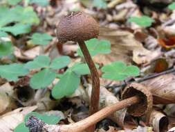 Image of Inocybe lacera (Fr.) P. Kumm. 1871