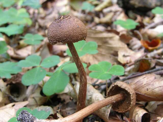 Image of Inocybe lacera (Fr.) P. Kumm. 1871