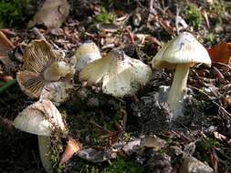 صورة Inocybe rimosa (Bull.) P. Kumm. 1871