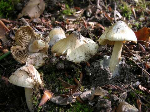 Image of Inocybe rimosa (Bull.) P. Kumm. 1871