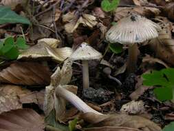 صورة Inocybe rimosa (Bull.) P. Kumm. 1871