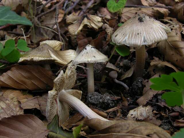 صورة Inocybe rimosa (Bull.) P. Kumm. 1871