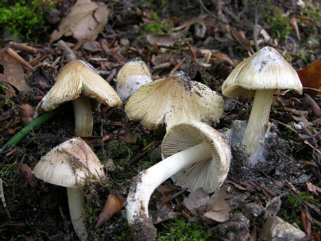 صورة Inocybe rimosa (Bull.) P. Kumm. 1871