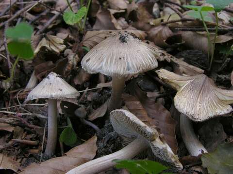 Image of Inocybe rimosa (Bull.) P. Kumm. 1871