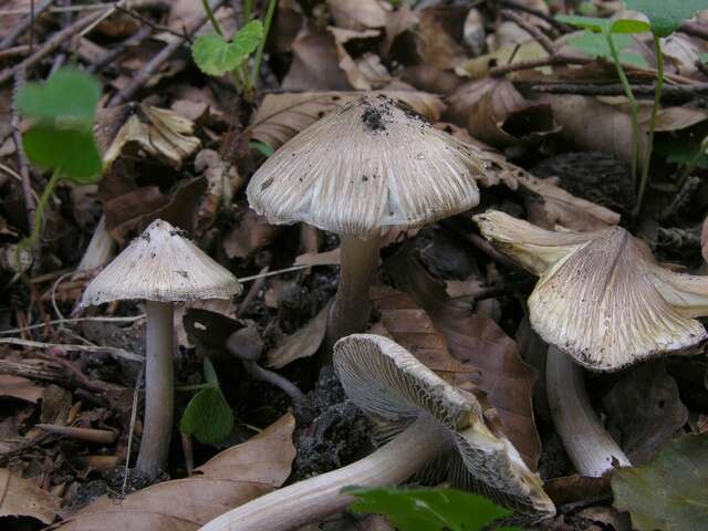 صورة Inocybe rimosa (Bull.) P. Kumm. 1871