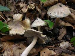 صورة Inocybe rimosa (Bull.) P. Kumm. 1871