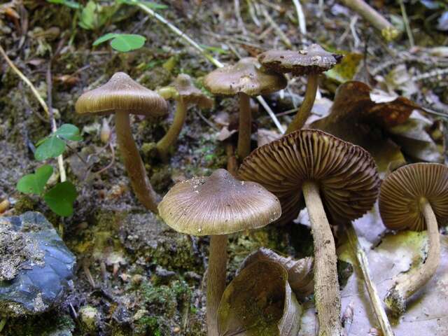 Image of Inocybe acuta Boud. 1917