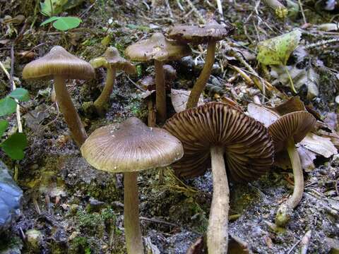 Image of Inocybe acuta Boud. 1917