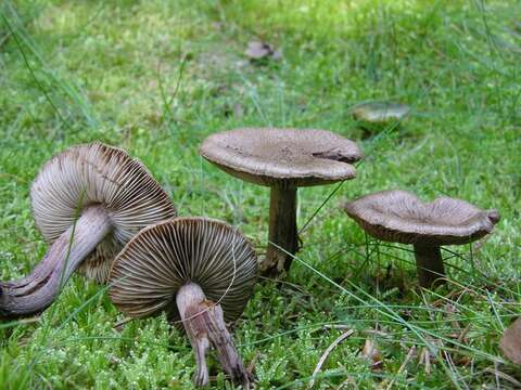 Image of Inocybe subcarpta Kühner & Boursier 1932