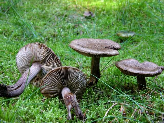 Image of Inocybe subcarpta Kühner & Boursier 1932