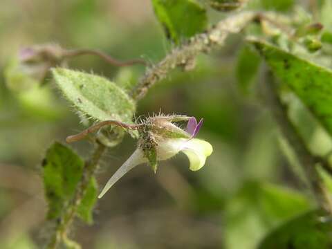 Image of cancerwort