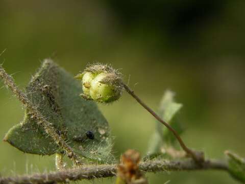 Image of cancerwort