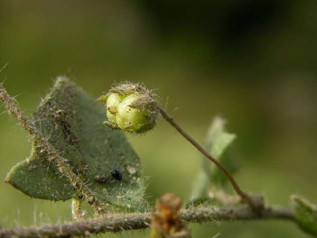 Image of cancerwort