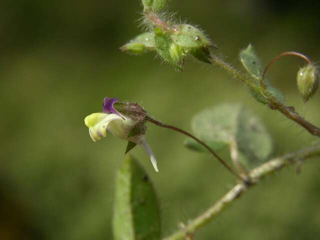 Image of cancerwort