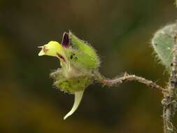 Image of cancerwort