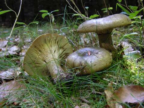 Image of Lactarius necator (Bull.) Pers. 1800