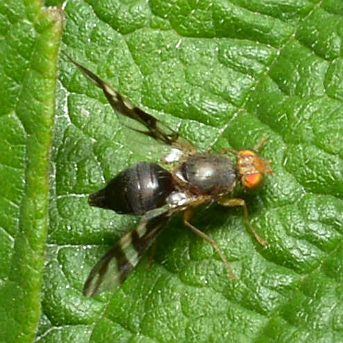 Image of Philophylla caesio (Harris 1780)