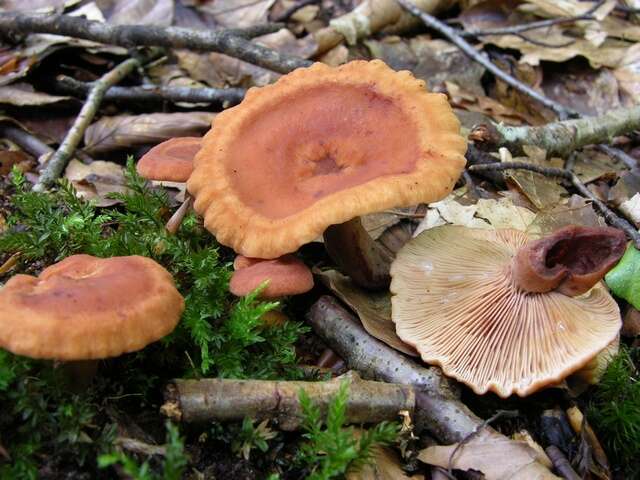 Imagem de Lactarius fulvissimus Romagn. 1954