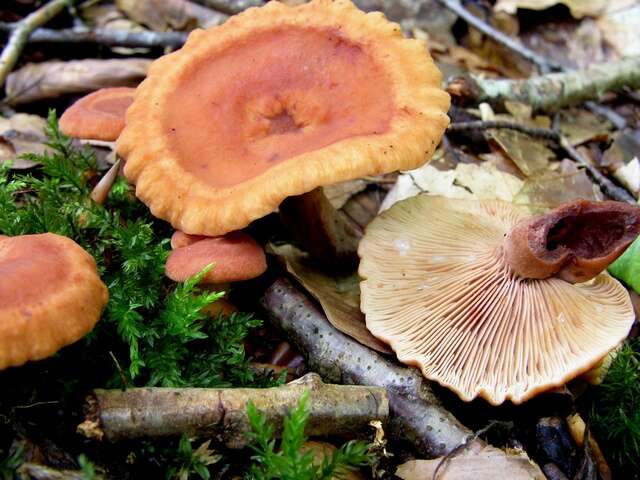 Imagem de Lactarius fulvissimus Romagn. 1954