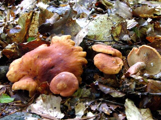 Imagem de Lactarius fulvissimus Romagn. 1954