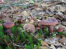 Image of Milk Cap Mushrooms