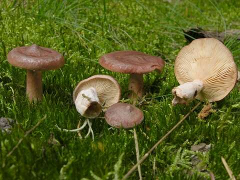 Image of Milk Cap Mushrooms