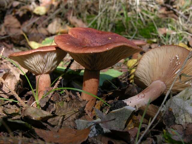 Image of Milk Cap Mushrooms