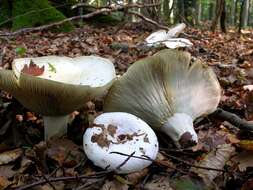 Lactarius resmi