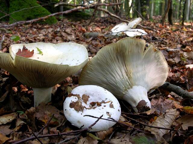 Image of Lactarius