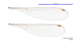 Image de Nososticta mouldsi Theischinger 2000